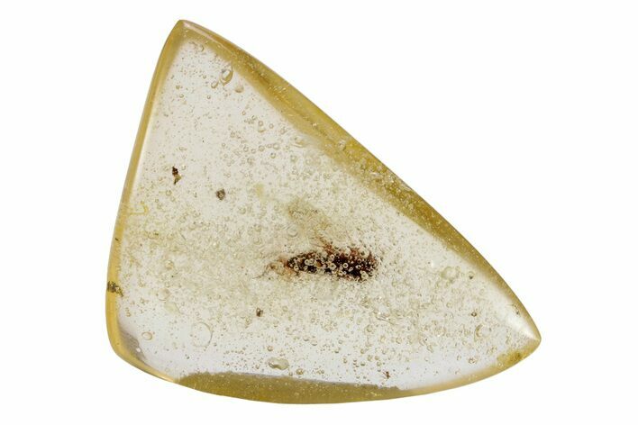 Polished Colombian Copal ( g) with Fossil Insect #264197